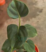 Philodendron Lupinum, a beautiful tropical plant with velvety, heart-shaped leaves.