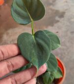 Philodendron-Lupinum