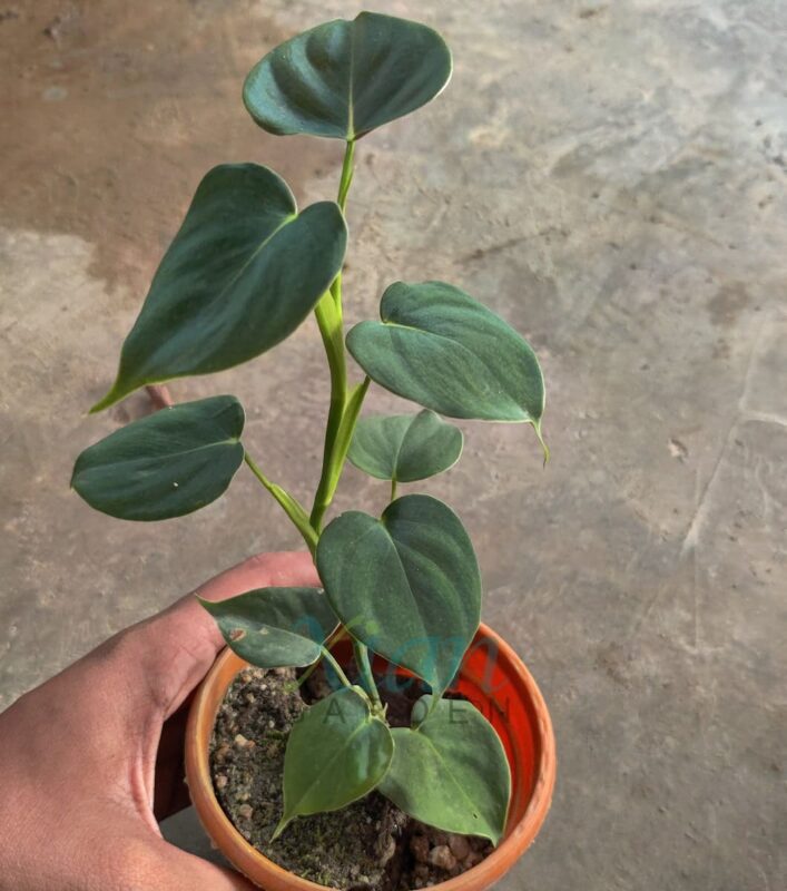 Lush Philodendron Lupinum plant with heart shaped velvety leaves in a ceramic pot