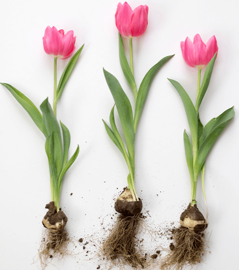 Bottle of organic liquid fertilizer for potted plants