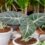 Alocasia Black Velvet - Dark velvety leaves of Alocasia Black Velvet.