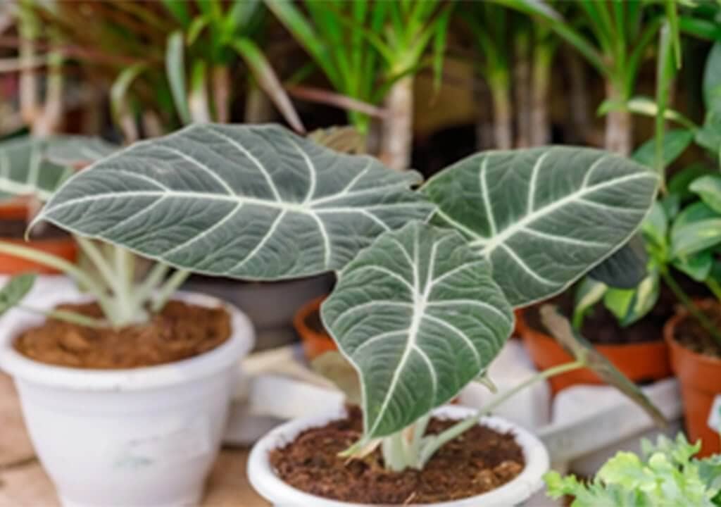 Alocasia Black Velvet - Dark velvety leaves of Alocasia Black Velvet.