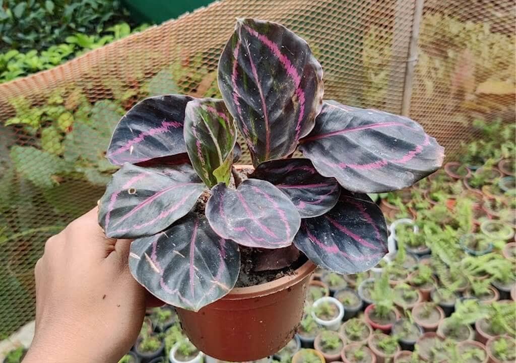 Calathea Roseopicta - Vibrant foliage patterns of Calathea Roseopicta.