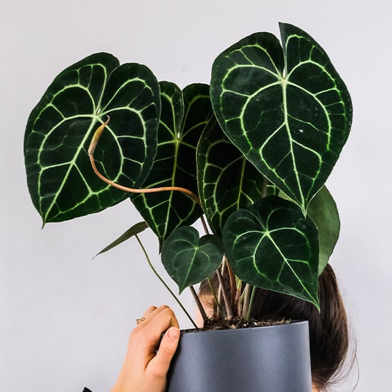 Sturdy plastic watering can for indoor and outdoor garden plants