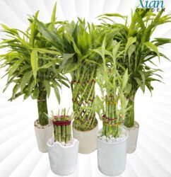 Lucky bamboo water plant in decorative glass vase