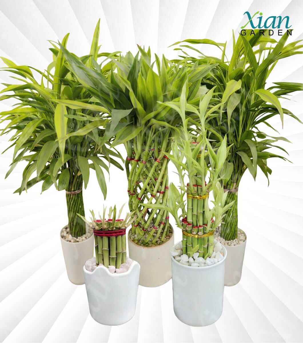Lucky bamboo water plant in decorative glass vase