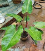 Philodendron Red Emerald - Vibrant foliage of the captivating Philodendron Red Emerald.