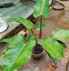 Philodendron Red Emerald - Vibrant foliage of the captivating Philodendron Red Emerald.