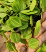 Watermelon Dischidia Plant