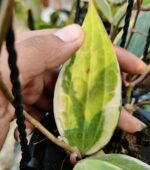 Close-up photo of lush "Hoya Macrophylla Variegata" leaves with stunning variegation.