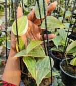 Close-up photo of lush "Hoya Macrophylla Variegata" leaves with stunning variegation.