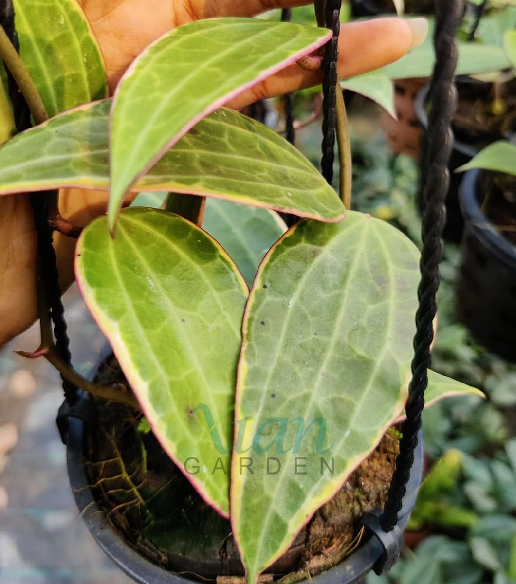 Close-up photo of lush "Hoya Macrophylla Variegata" leaves with stunning variegation.