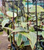 Close-up photo of lush "Hoya Macrophylla Variegata" leaves with stunning variegation.