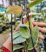 Close-up photo of lush "Hoya Macrophylla Variegata" leaves with stunning variegation.