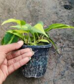 Philodendron Brasil - Vibrant Variegated Leaves