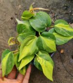 Philodendron Brasil - Vibrant Variegated Leaves