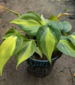 Philodendron Brasil - Vibrant Variegated Leaves