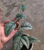 Silver Lady Pothos - Lush foliage and trailing vines in a sunlit room