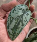 Silver Lady Pothos - Lush foliage and trailing vines in a sunlit room