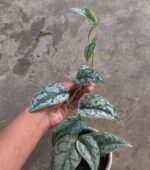 Silver Lady Pothos - Lush foliage and trailing vines in a sunlit room