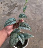 Silver Lady Pothos - Lush foliage and trailing vines in a sunlit room