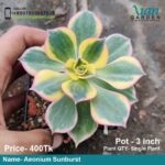 Aeonium Sunburst succulent plant with large, variegated rosettes in shades of green, yellow, and cream.