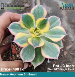 Aeonium Sunburst succulent plant with large, variegated rosettes in shades of green, yellow, and cream.