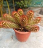 Mammillaria elongata 'Copper Queen' cactus with copper-colored spines and elongated stems.
