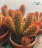 Mammillaria elongata 'Copper Queen' cactus with copper-colored spines and elongated stems.