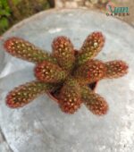 Mammillaria elongata 'Copper Queen' cactus with copper-colored spines and elongated stems.