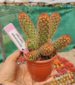Mammillaria elongata 'Copper Queen' cactus with copper-colored spines and elongated stems.