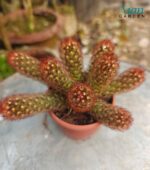 Mammillaria elongata 'Copper Queen' cactus with copper-colored spines and elongated stems.
