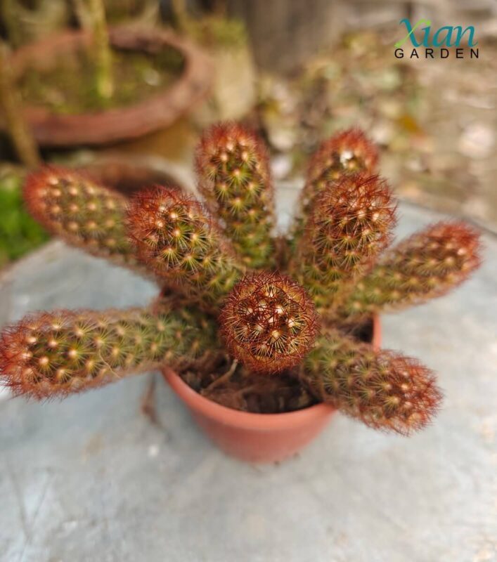 Mammillaria elongata Copper Queen cactus with golden copper spines growing in a small pot
