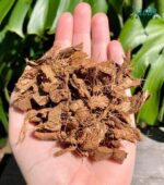 Premium Coco Chips (Coconut Husk Chips) for gardening and orchid potting mix.