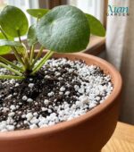 Lightweight white volcanic perlite granules mixed with dark potting soil.