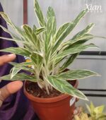 A lush 5-inch pot featuring Silver Rice Aglaonema Tips for indoor growth.