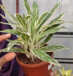 A lush 5-inch pot featuring Silver Rice Aglaonema Tips for indoor growth.