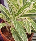 Close-up of variegated leaves showing Silver Rice Aglaonema patterns.