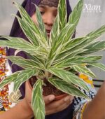 Healthy indoor setup using Silver Rice Aglaonema Tips for air purification.