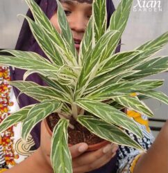 Healthy indoor setup using Silver Rice Aglaonema Tips for air purification.