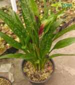 Deep maroon or brownish Indoor Calla Lily Plant with elegant dark blooms.