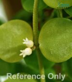 Best indoor lighting to Grow String of Nickels successfully.
