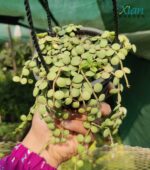 Healthy trailing vines of a String of Nickels plant.