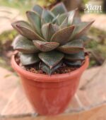 Healthy Echeveria Purpusorum showing proper Plant Care.