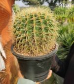 A healthy, ribbed Golden Barrel Cactus with vibrant yellow spines in a sunny indoor setting.