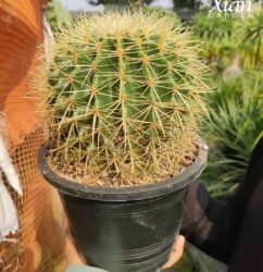 A healthy, ribbed Golden Barrel Cactus with vibrant yellow spines in a sunny indoor setting.