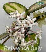 A healthy Hoya australis Lisa in its 3-inch hanging pot.
