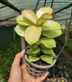 New growth highlights for Lisa Hoya Indoor Care.