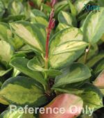 Vibrant variegated leaves for Lisa Hoya Indoor Care.