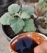 Watering an indoor plant for Soil Benefits.